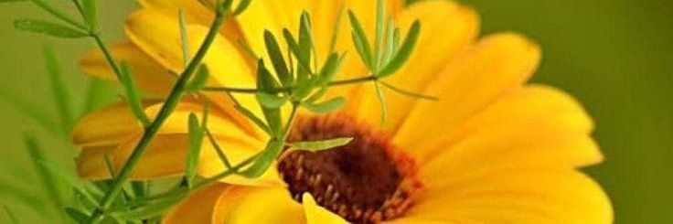 suri8292's profile banner image