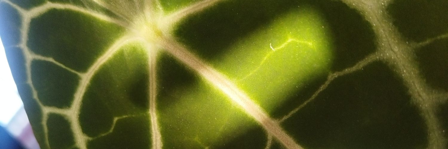 Rosalía de la Torre banner