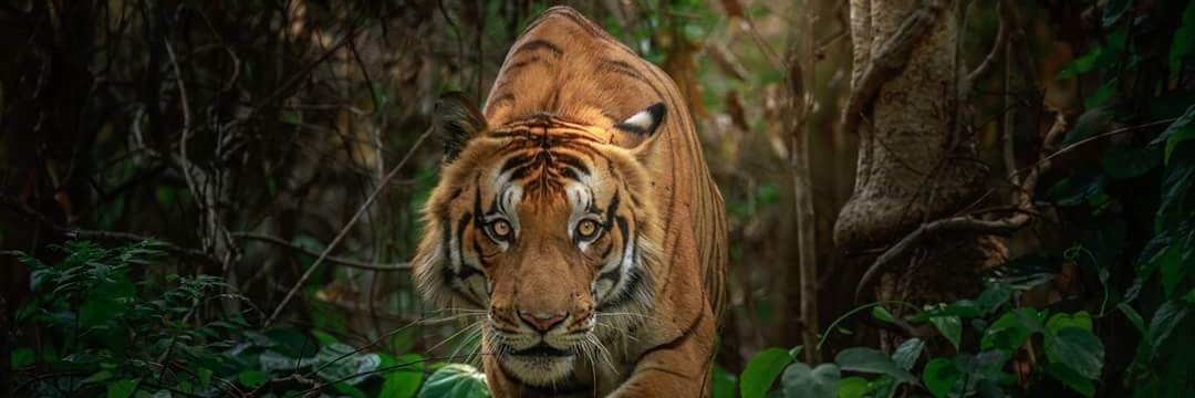 Prashant pandey banner