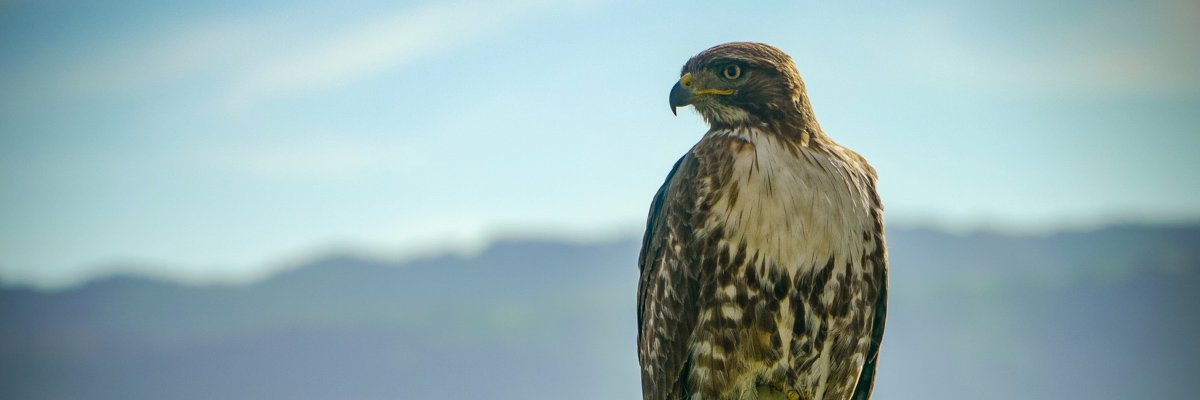 ClintTorres's profile banner image