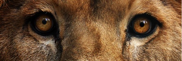 EYEPATCHTHATHOE's profile banner image