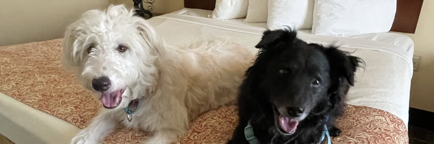 DogTipper Dog Blog banner