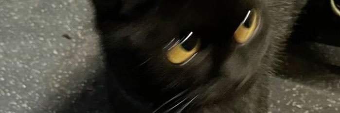 inkandryul's profile banner image