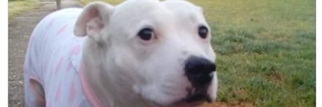 TransPuppyGirll's profile banner image