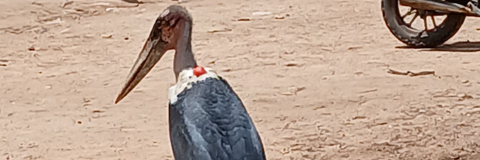 Neema ya MUNGU banner