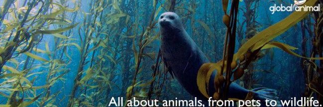 GlobalAnimal.org banner