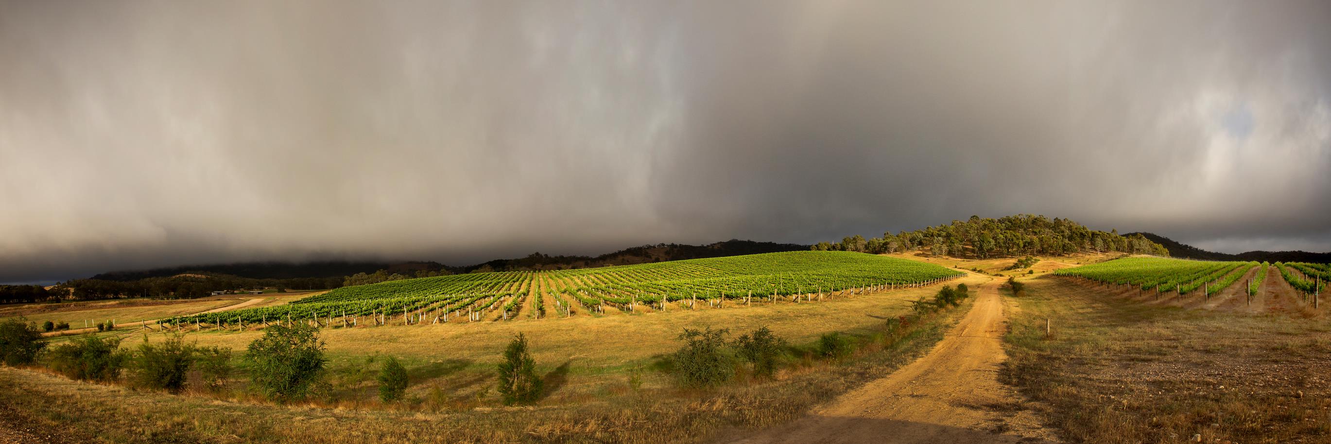 Taltarni Winery banner