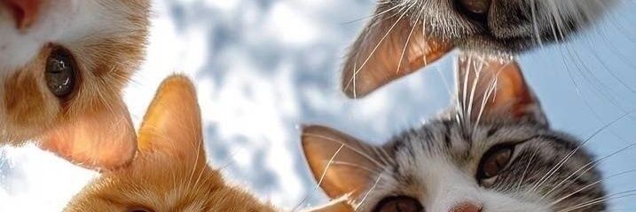 Roseladay's profile banner image