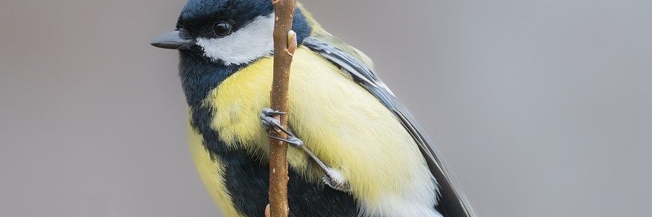 BelieverNeophyte48 🕹️ $RCADE banner