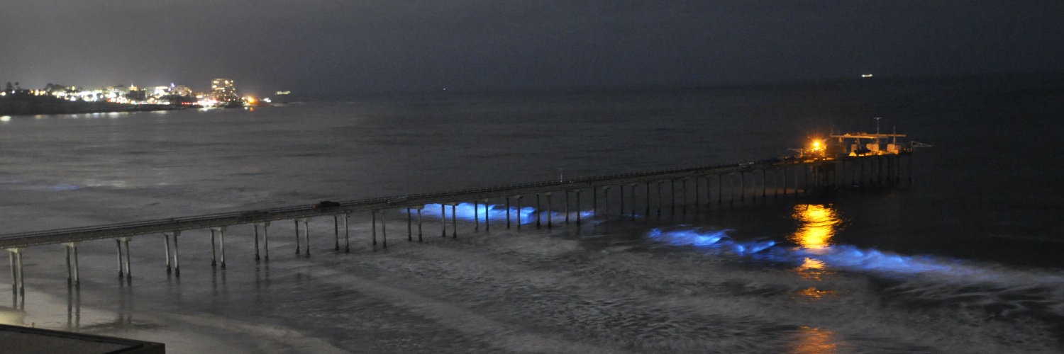 Dr Anita Di Chiara banner