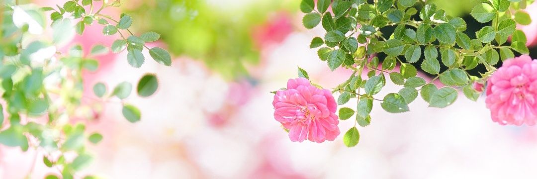 ねこまた。's banner