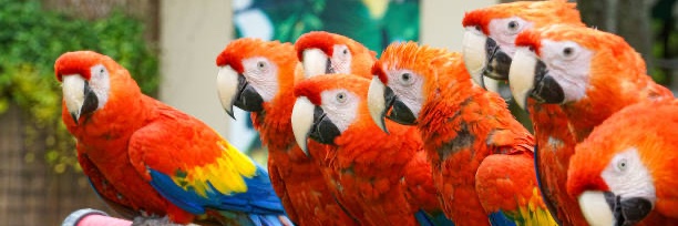 Ormskirk Parrots Fc Vets banner