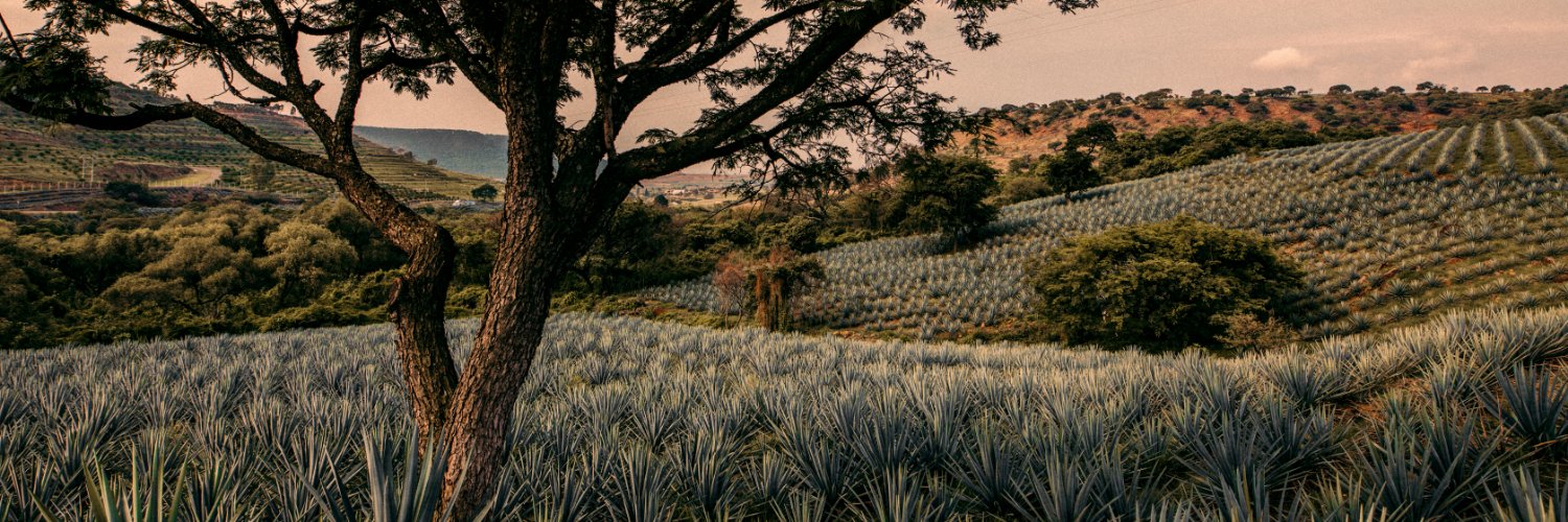BlackSheepBeYou's profile banner image