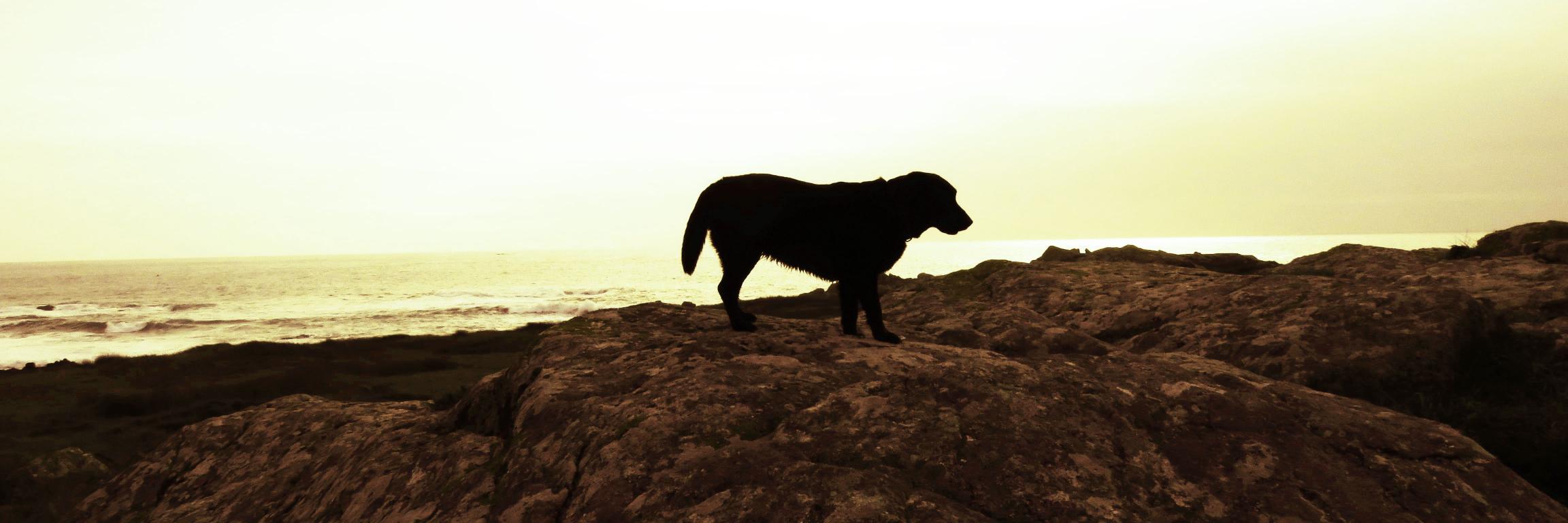 Webican's profile banner image