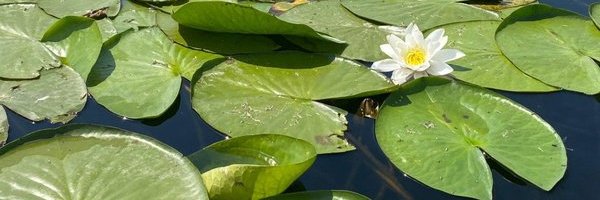 Пан Жабчик banner