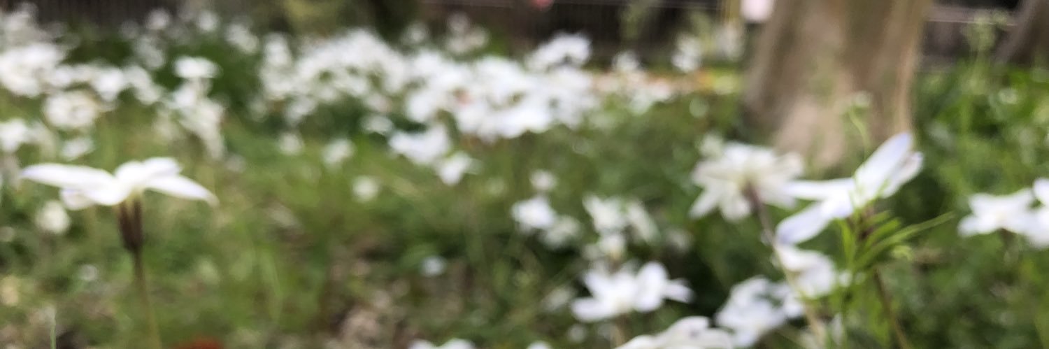 piipokvn's profile banner image