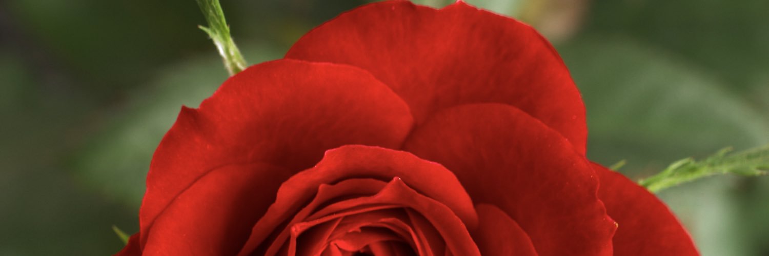 👩🏻‍🔬👩🏻‍🏫Rose banner