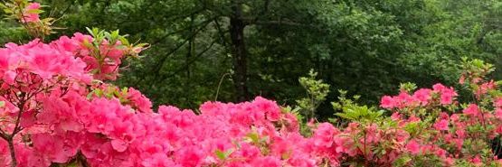 Aamina98's profile banner image