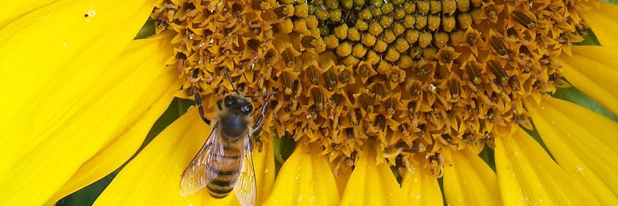 The Bee Conservancy banner