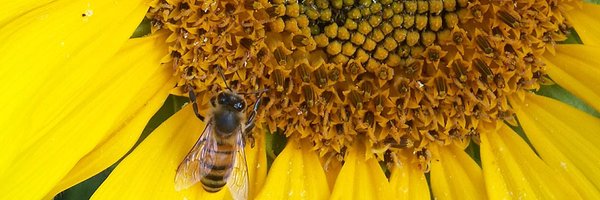 The Bee Conservancy Profile Banner