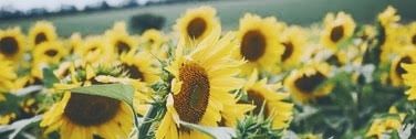 VANEnecue's profile banner image