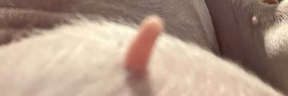 levrennoa's profile banner image