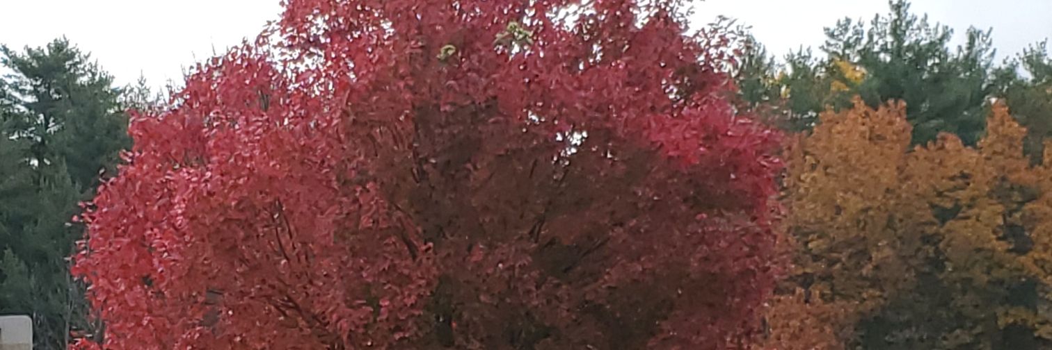 bowpaulie's profile banner image