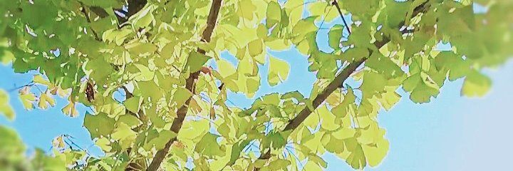plui1933497's profile banner image