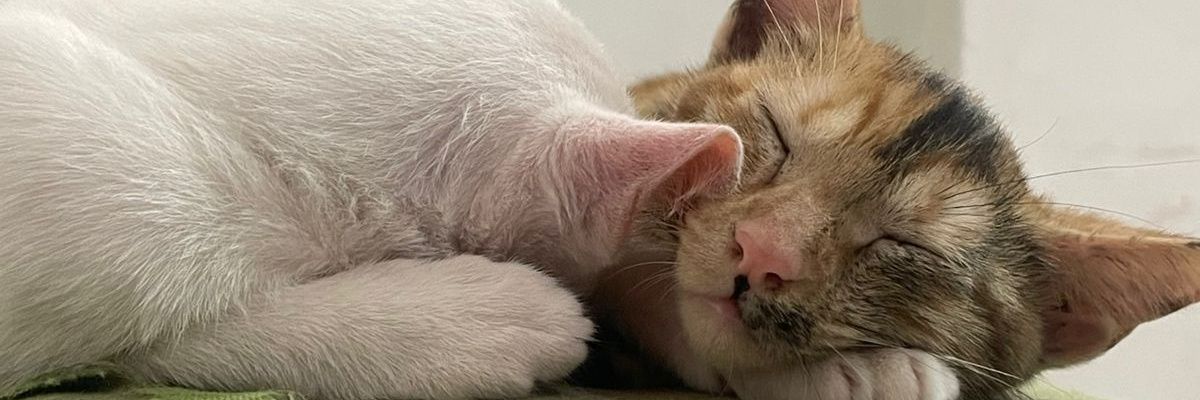 ueamsem's profile banner image