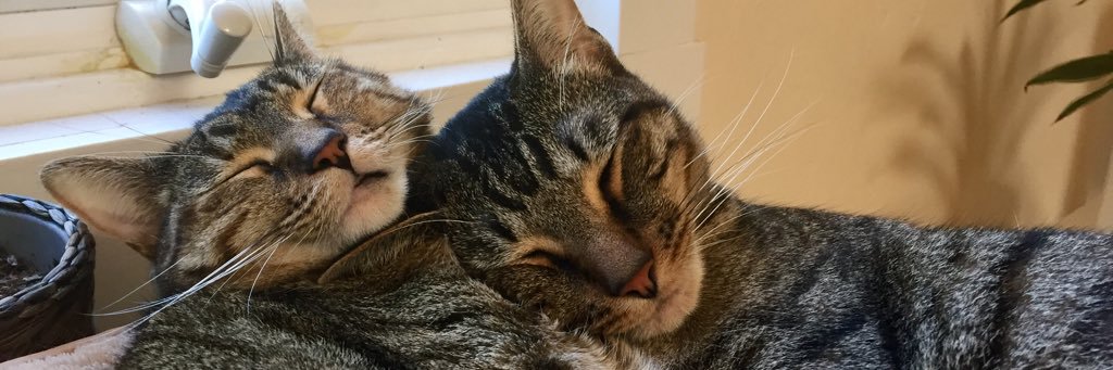 laurensbs's profile banner image