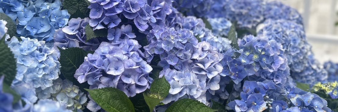 の banner