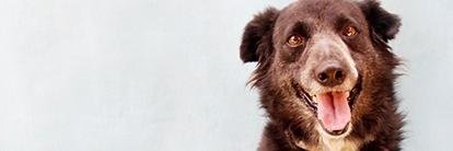 Eu amo os animais banner