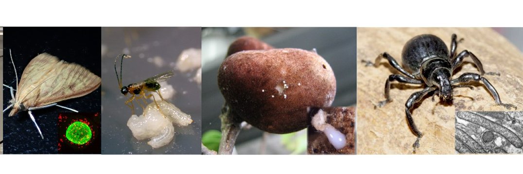 "Extended Phenotype" / 学術変革領域研究（A）「共進化表現型創発」 banner