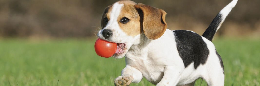 Trader Beagle banner
