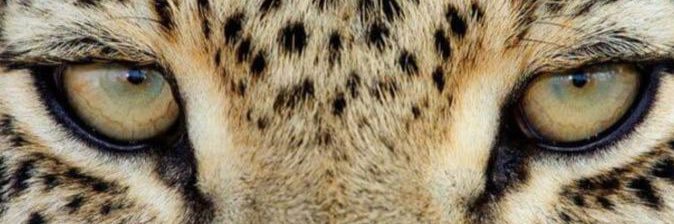 luisekarine's profile banner image