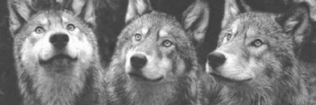 CHARROFER's profile banner image