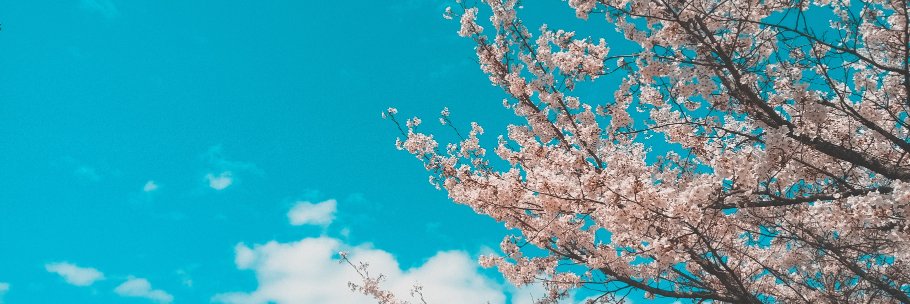 chentonello's profile banner image
