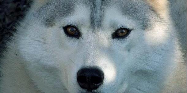 AMORESDEPERROS1's profile banner image
