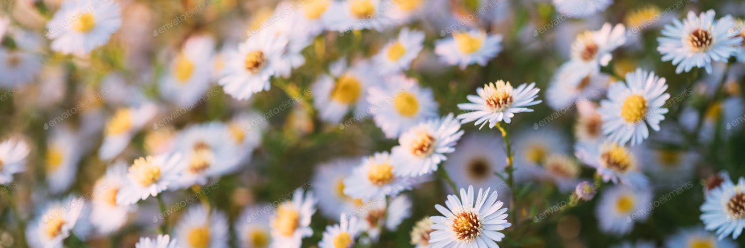 Tim O’Brien 🌼 banner