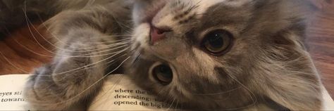 Miracoleens's profile banner image