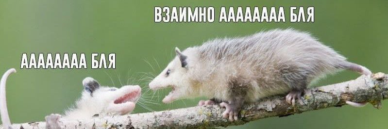 master_krolik banner