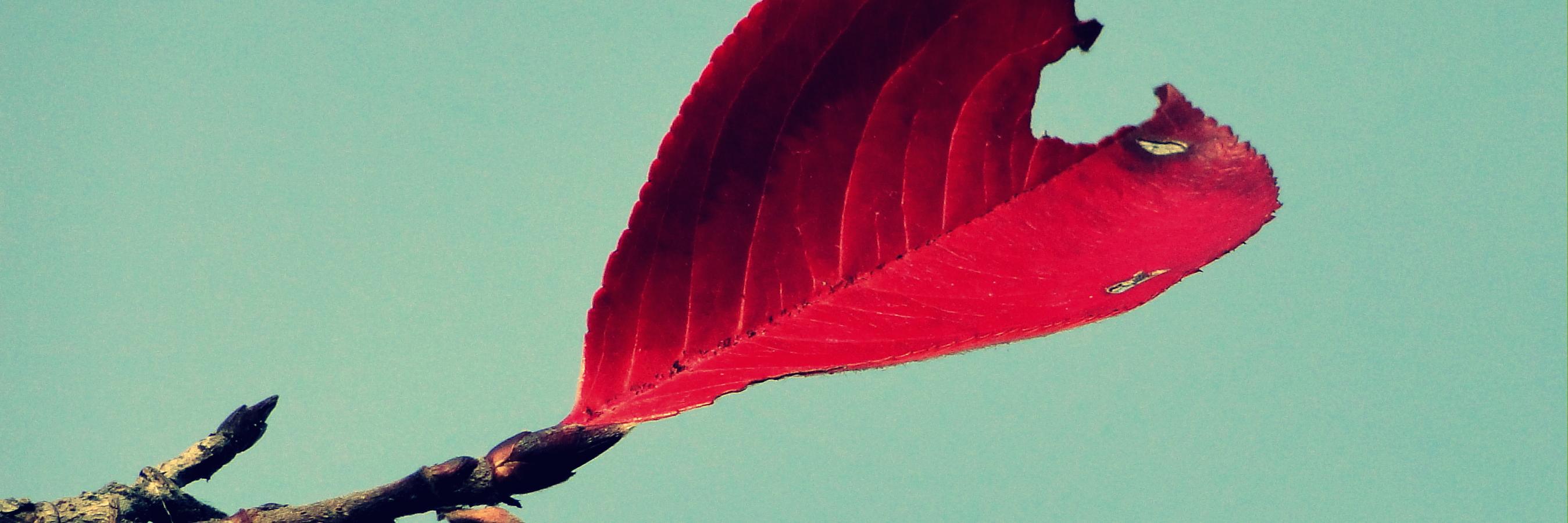 Аноним'ка ☮ banner