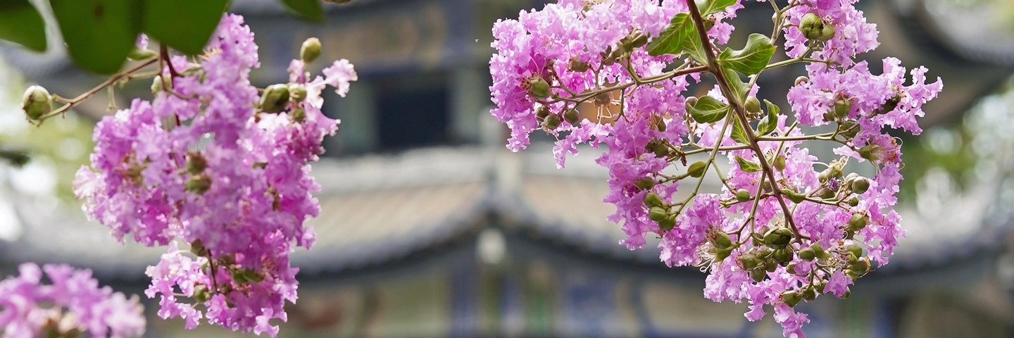 花小天 banner