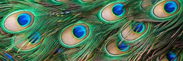 Dave_Parimal's profile banner image