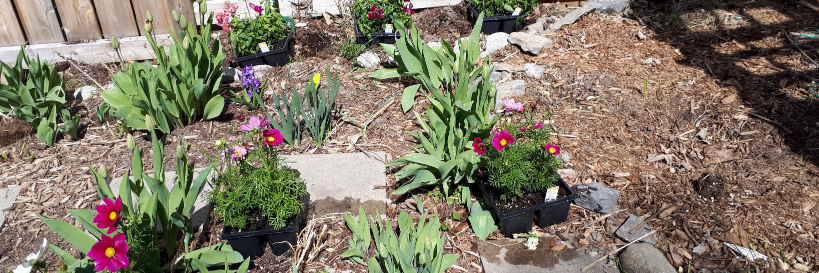 Denyse O'Leary banner