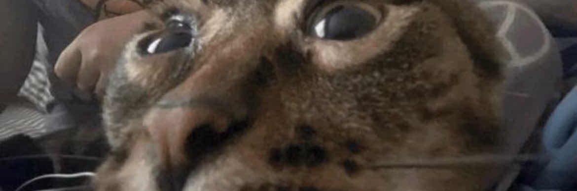 CaseyCat 😼's banner
