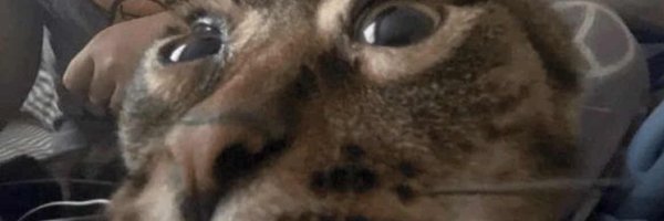 2182Cat Profile Banner