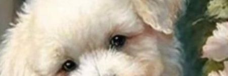 Luli_siemp's profile banner image