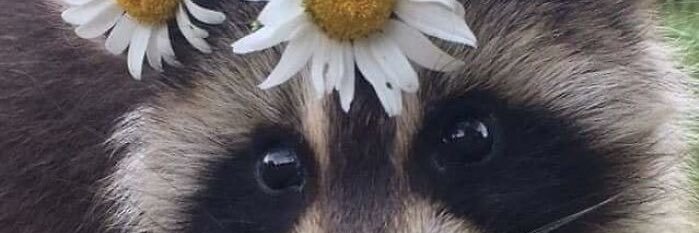 damnnfy's profile banner image