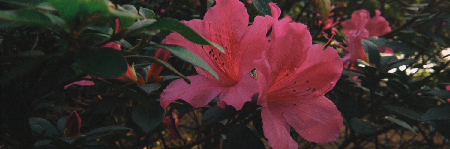 mmrcdnt's profile banner image